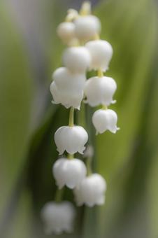 Photo, lily of the valley, poisonous grass, weed, 