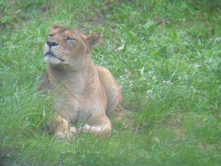 動物園獅子 動物園獅子