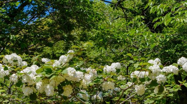 新緑に映えるオオデマリの白い花 新緑に映えるオオデマリの白い花 オオデマリ,花,白の写真素材