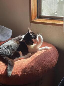 静かに過ごすシニア猫の暮らし 猫,高齢猫,シニアの写真素材