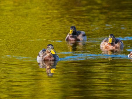 池を泳ぐマガモのオス マガモ,カモ,鴨の写真素材