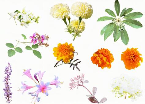 切り抜きPSD素材ー秋の花5 花,秋,切り抜きの写真素材