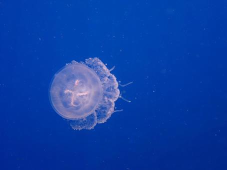 浮遊するクラゲ 浮遊するクラゲの写真