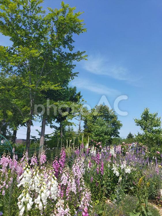 樹木をバックに咲く白やピンクのジギタリス 花,フラワー,花々の写真素材