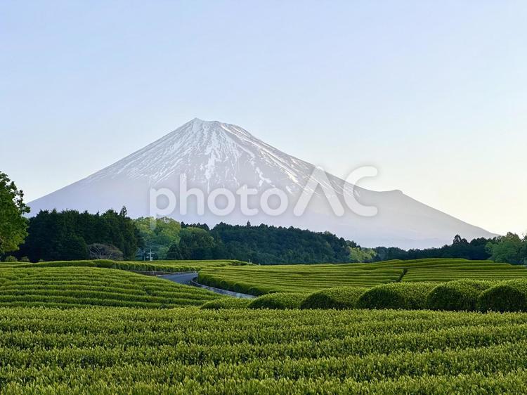 春の茶畑と朝の富士山 富士山,茶畑,新芽の写真素材