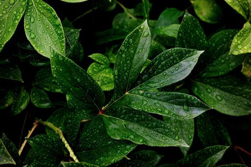 朝露に濡れる草の葉 朝露に濡れる草の葉,葉,水滴の写真素材