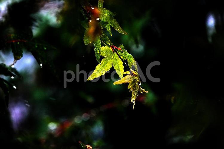 雨に打たれる青もみじ 雨,風景,しずくの写真素材