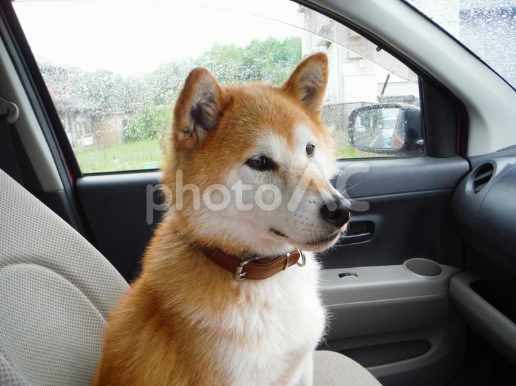 雨降りの車内と柴犬 柴犬,ドライブ,犬の写真素材