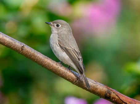 枝にとまるコサメビタキ 枝にとまるコサメビタキ コサメビタキ,野鳥,鳥の写真素材