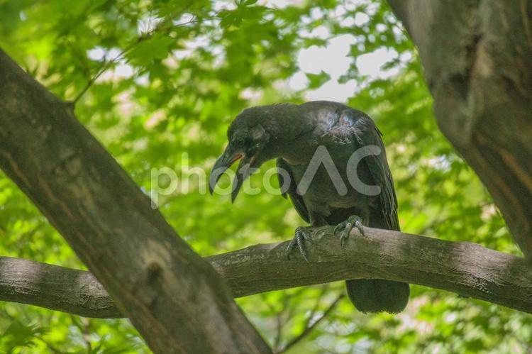 下向きのカラス　木の枝の上 カラス,鳥,鳥類の写真素材