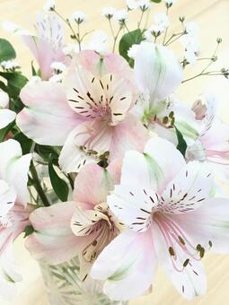 六出花, JPG 六出花, alstroemeria, फूलों का बल्ब, कट फूल, JPG