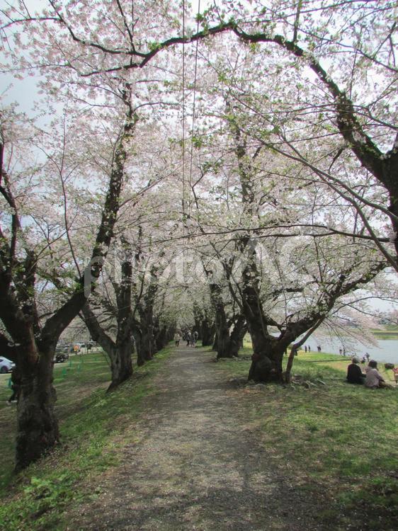 秋田県角館の桜（2022年4月） 桜,角館,武家屋敷の写真素材