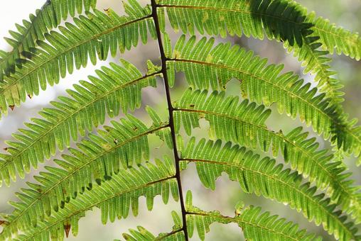 細かい葉のシダ植物の背景 細かい葉のシダ植物の背景 シダ植物,葉っぱ,背景の写真素材