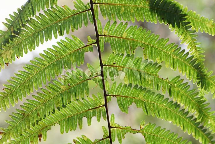 細かい葉のシダ植物の背景 シダ植物,葉っぱ,背景の写真素材