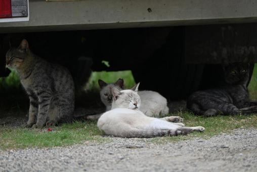 走島のにゃんこ達 走島のにゃんこ達 哺乳類,癒される,猫の写真素材