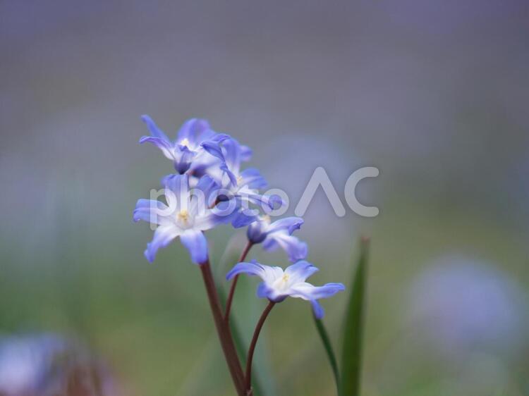 滝野すずらん公園のお花畑 花,お花畑,公園の写真素材