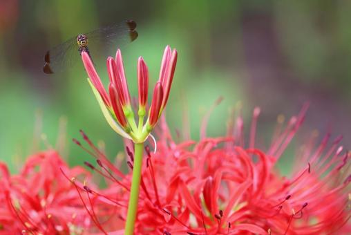 曼殊沙華の蕾とコノシメトンボのメス:正面 曼殊沙華の蕾とコノシメトンボのメス:正面の写真