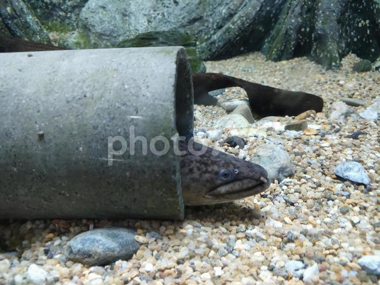 熱帯魚　淡水 熱帯魚,魚,鑑賞魚の写真素材