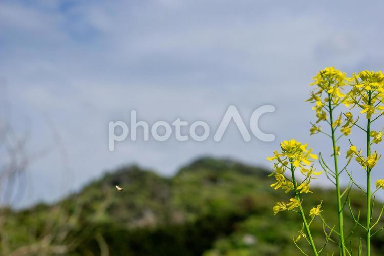 栃木県唐沢山周辺の春景色 春,春景色,春の山の写真素材