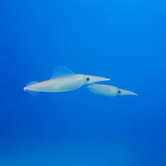 青海を泳ぐイカの群れ 青海を泳ぐイカの群れの写真