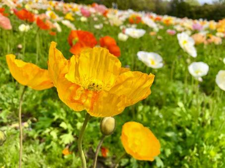 ポピーの花咲く春の丘 ポピー,花,満開の写真素材