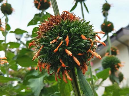 橙紅色の花が火炎のように見える 橙紅色の花が火炎のように見えるの写真