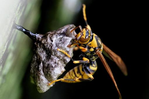 巣をつくるアシナガバチ 巣をつくるアシナガバチ アシナガバチ,蜂の巣,巣作りの写真素材