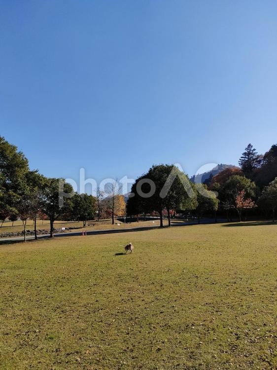 宮ヶ瀬湖畔園地にドライブ 犬,shibainu,柴犬の写真素材