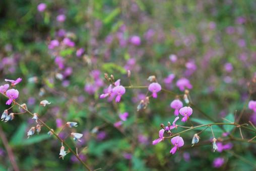 萩の群れ 秋,萩,草花の写真素材