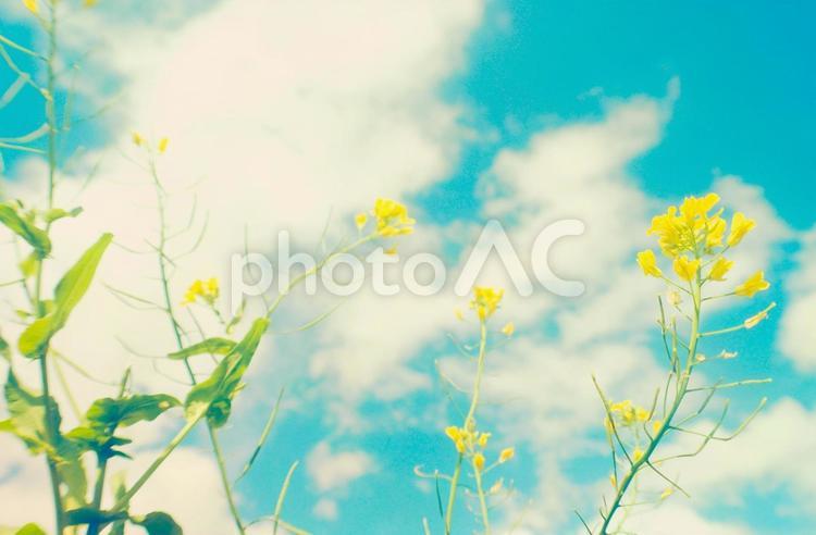 爽やかな青空と春の菜の花畑 菜の花,広告,春の写真素材