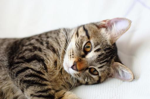 お昼寝をじゃまされた子猫 お昼寝をじゃまされた子猫の写真