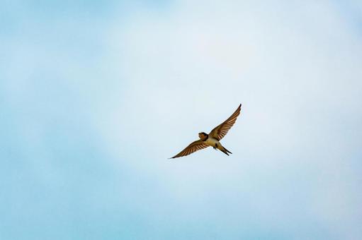 青空をバックに高速で飛翔するツバメ 鳥,野鳥,鳥類の写真素材