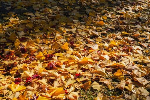 銀杏の落ち葉（12月上旬撮影奈良市） イチョウ,銀杏,落ち葉の写真素材