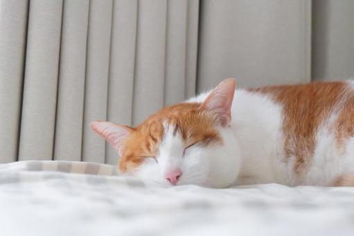 お布団と猫_50 お布団と猫_50 猫画像,ねこ写真,ネコの写真素材