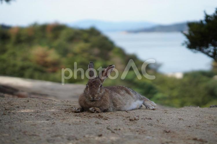 うさぎ　くつろぎ　景観 うさぎ,ウサギ,兎の写真素材