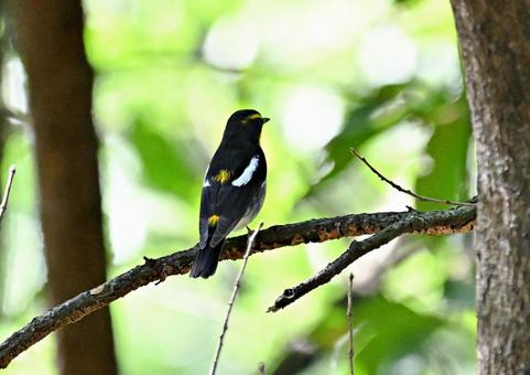 旅の途中② 旅の途中② キビタキ,夏鳥,野鳥の写真素材