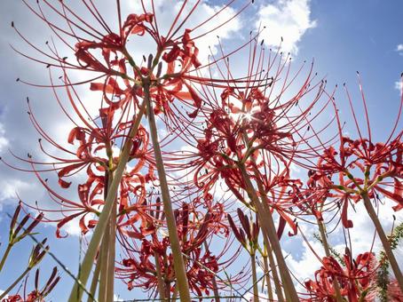 光に透ける彼岸花の輝き 光に透ける彼岸花の輝き 彼岸花,曼珠沙華,逆光の写真素材