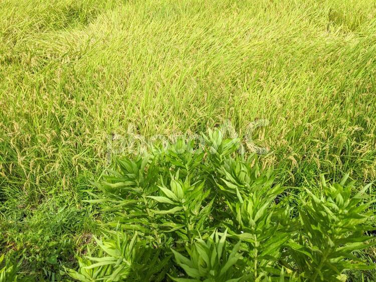 稲と草 テクスチャ,米,稲穂の写真素材