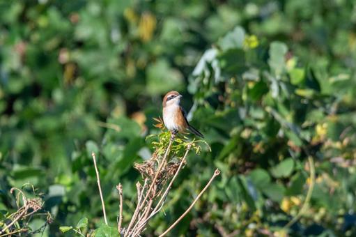 木の枝に佇むモズの写真