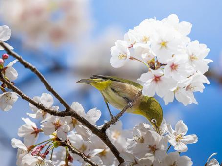 桜とメジロ・サクジロー 桜とメジロ・サクジロー メジロ,サクジロー,野鳥の写真素材