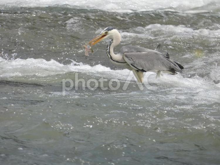 魚を掴み揚げたアオサギ 鳥,野鳥,アオサギの写真素材