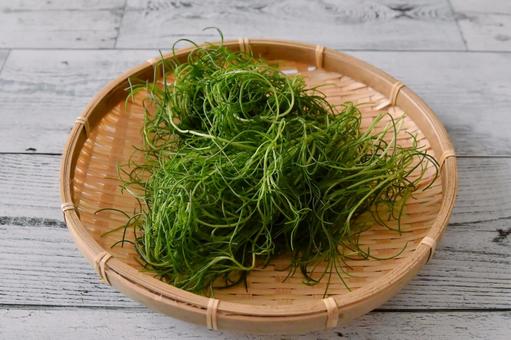 おかひじき おかひじき おかひじき,野菜,ミルナの写真素材
