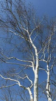 白樺と青空の写真