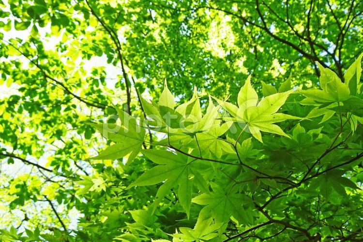 樹木と空 新緑,木漏れ日,木の写真素材