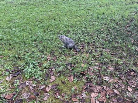 野良猫グレー４の写真