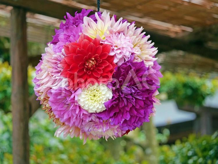 岡寺の境内に吊るされた華宝珠2 華宝珠,天竺牡丹,お寺の写真素材