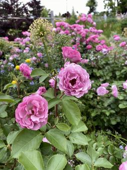 Purple Flower, JPG Purple Flower, JPG