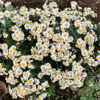 花★ノジギク 花,ノジギク,フラワーの写真素材