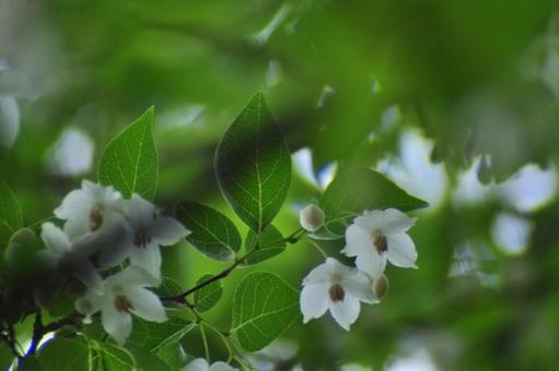 Photo, ekonoki, egonok flower, flower, 