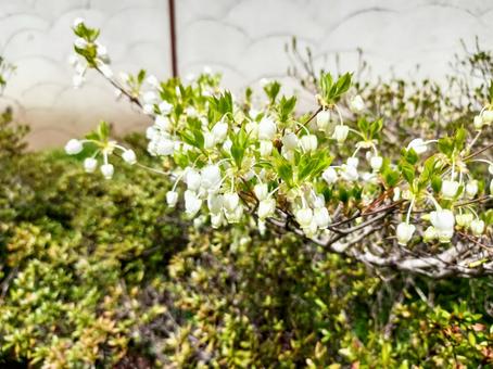 春の花々 春の花々の写真